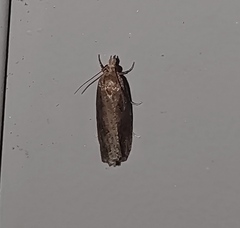 Endothenia quadrimaculana