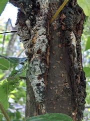 Trichothecium roseum