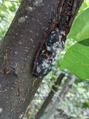 Trichothecium roseum