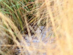 Gallinago solitaria