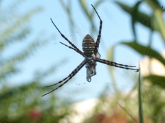 Argiope trifasciata