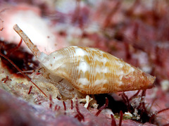 Mitrella loyaltyensis