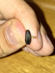 Eupristocerus cogitans