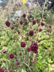 Sanguisorba officinalis
