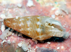 Mitrella loyaltyensis