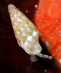 Mitrella loyaltyensis