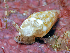 Mitrella loyaltyensis