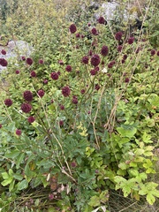 Sanguisorba officinalis