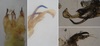 Gonomyia bifida - Photo (c) Julien Bottinelli, some rights reserved (CC BY-NC), uploaded by Julien Bottinelli