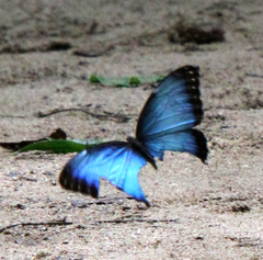 Morpho helenor narcissus
