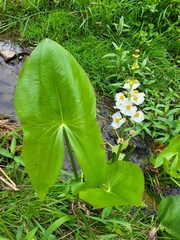 Sagittaria latifolia