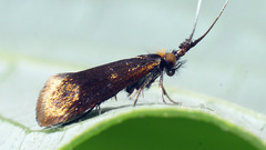 Nemophora violellus