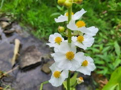 Sagittaria latifolia