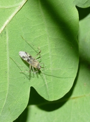 Phytocoris longipennis