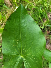 Sagittaria latifolia