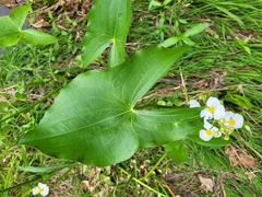 Sagittaria latifolia