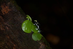 Dendrobates tinctorius