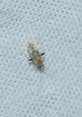 Compsidolon salicellum