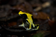 Dendrobates tinctorius