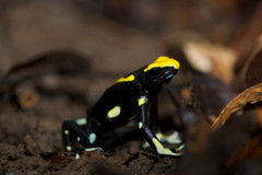 Dendrobates tinctorius