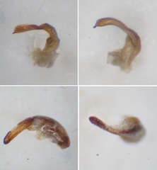 Phytocoris longipennis