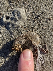 Pericoptus