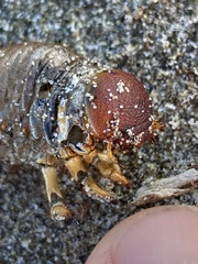 Pericoptus