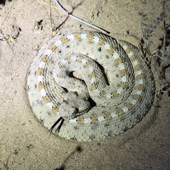 Crotalus cerastes laterorepens