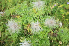 Pulsatilla alpina