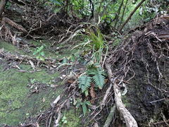 Polystichum neozelandicum neozelandicum