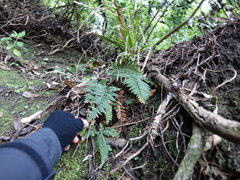 Polystichum neozelandicum neozelandicum