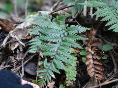 Polystichum neozelandicum neozelandicum