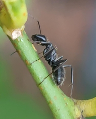 Camponotus aethiops