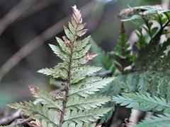 Polystichum neozelandicum neozelandicum