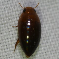 Hydrocanthus oblongus