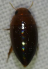 Hydrocanthus oblongus