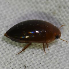 Hydrocanthus oblongus