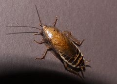 Latiblattella lucifrons