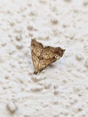 Scybalistodes periculosalis