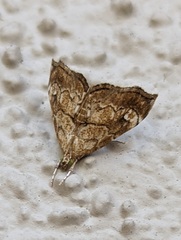 Scybalistodes periculosalis