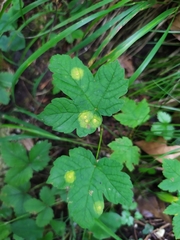 Drisina glutinosa