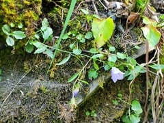 Campanula cochleariifolia