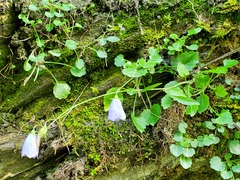Campanula cochleariifolia