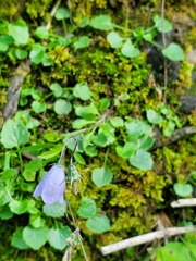 Campanula cochleariifolia