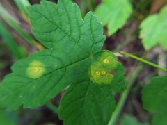 Drisina glutinosa