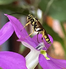 Setanta