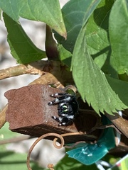 Phidippus audax