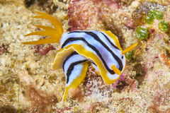 Chromodoris strigata