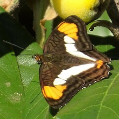 Adelpha zea