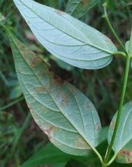 Cronartium flaccidum